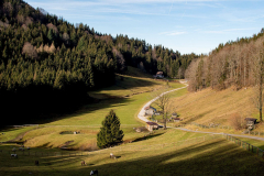 Aussicht auf den Wanderweg vom Almgasthof Hochsteinalm