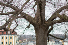 Baum am Rathausplatz in Gmunden