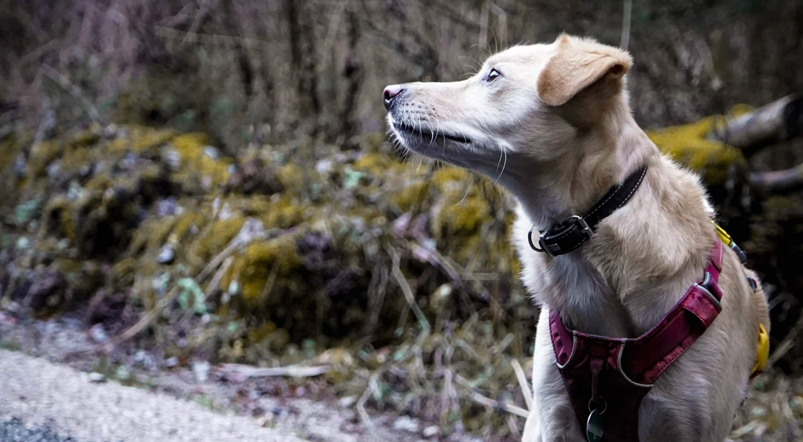 Knallfreies Silvester mit Hund Urlaub im Steinschaler Dörfl NÖ